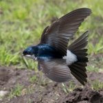 House Martin Dunphail 24 May 2017 Mike Crutch P