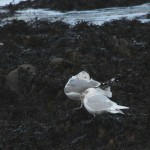 Iceland Gull Findochty 1 Feb 2015 Martin Cook P
