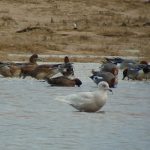 Iceland Gull Lossie estuary 11 Mar 2017 Bob Proctor 2