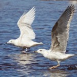 Iceland Gull Lossie estuary 2 May 2016 Richard Somers Cocks 2