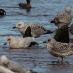 Iceland Gull Lossie estuary 7 Mar 2017 David Main