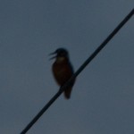 Kingfisher Findhorn Bay 9 Oct 2014 Mark Shewry