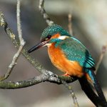 Kingfisher Forres 10 Feb 2018 Gordon Biggs 2