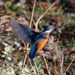 Kingfisher Forres 12 Feb 2018 Gordon Biggs