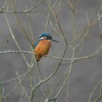 Kingfisher Forres 18 Feb 2018 David Shaw