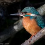 Kingfisher Forres 8 Feb 2018 Mike Crutch 3
