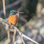 Kingfisher Forres 9 Feb 2018 David Main 2