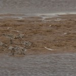 Knot with Bar tailed Godwit Lossie estuary 31 Oct 2015 David Main