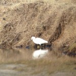 Little Egret near Nairn 6 Feb 2014 Jon Clarke