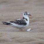 Little Gull Findhorn beach 4 Sep 2016 Richard Somers Cocks 1 P