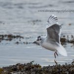 Little Gull Lossie estuary 7 Nov 2016 David Devonport