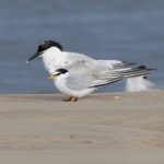 Little Tern Findhorn beach 8 Aug 2017 Richard Somers Cocks P