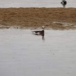 Long tailed Duck Lossie estuary 23 Oct 2016 Lisa Stewart