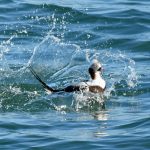 Long tailed Duck Lossiemouth 16 Feb 2017 Gordon Biggs 1