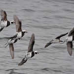 Long tailed Duck Lossiemouth 6 Feb 2015 Gordon Biggs
