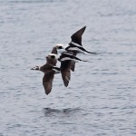 Long tailed Ducks Burghead 13 Feb 2015 Tony Backx