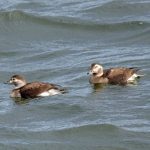 Long tailed Ducks Lossiemouth 26 Oct 2017 Gordon Biggs