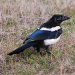 Magpie Kinloss 22 Aug 2017 Allan Lawrence