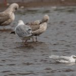 Mediterranean Gull Lossie estuary 3 Sep 2017 David Main P
