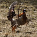 Pheasants fighting Dallas 13 Apr 2013 Gordon Biggs