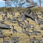 Pink footed Geese Moyness 21 Nov 2015 Alison Ritchie