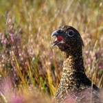 Red Grouse Dunearn 2 Oct 2015 Alison Ritchie