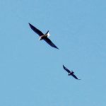 Red Kite Lethen 14 Feb 2017 Jack Harrison