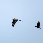 Red Kite Moyness 17 Feb 2017 Alison Ritchie 1 P
