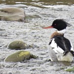 Red breasted Merganser Nairn 5 Mar 2015 Alison Ritchie