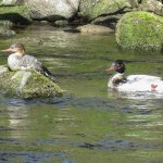 Red breasted Mergansers Nairn 27 Apr 2016 Alison Ritchie