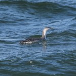 Red throated Diver Burghead 22 Feb 2016 Tony Backx