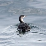 Red throated Diver Lossiemouth 22 Jan 2015 Gordon Biggs