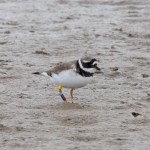 Ringed Plover Lossie estuary 7 Apr 2014 Richard Somers Cocks