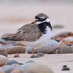 Ringed Plover Lossiemouth east beach 20 Aug 2013 Margaret Sharpe