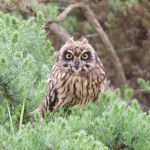 Short eared Owl Netherton 18 Jul 2015 Richard Somers Cocks 1