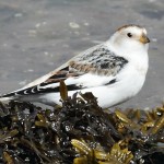 Snow Bunting Lossie estuary 14 Apr 2014 Grahame Anderson