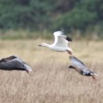 Snow Goose Findhorn Bay 29 Sep 2016 Richard Somers Cocks 1