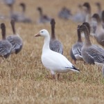 Snow Goose Waterford 7 Oct 2015 Richard Somers Cocks