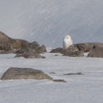 Snowy Owl Cairngorms 1 Ma copy