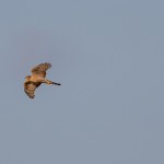 Sparrowhawk Lossie estuary 10 Mar 2015 David Main