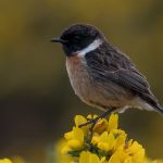 Stonechat Hopeman 24 May 2017 Mike Crutch P
