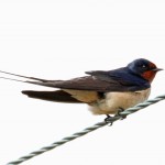 Swallow Spynie 29 Apr 2016 Gordon Biggs 1 P