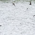 Swifts Lower Broadshaw 2 Jul 2017 Alison Ritchie