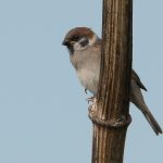 Tree Sparrow Netherton 2 Jun 2017 Mike Crutch