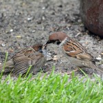 Tree Sparrow Rafford 29 Jun 2015 Gordon Biggs