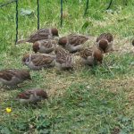Tree Sparrows Clochan 13 Jun 2018 Martin Cook