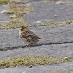 Twite Findhorn 5 Mar 2015 Tony Backx