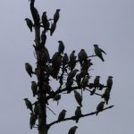 Waxwings Gow Moss 30 Oct 2016 Alastair Young