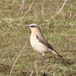 Wheatear Findhorn Bay 4 May 2015 Richard Somers Cocks