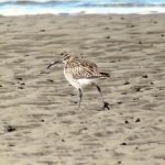 Whimbrel Findhorn Bay 17 Apr 2018 Richard Somers Cocks